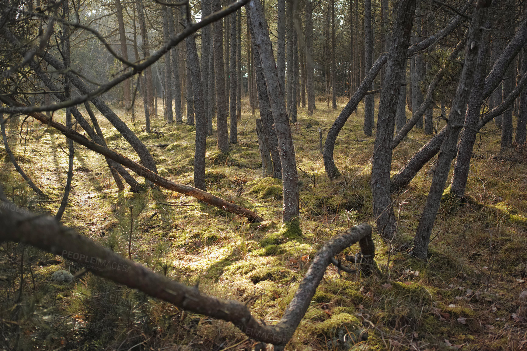 Buy stock photo Uncultivated forest wilderness in Denmark - Odde Natural Park