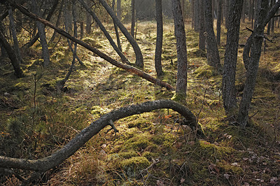 Buy stock photo Uncultivated forest wilderness in Denmark - Odde Natural Park