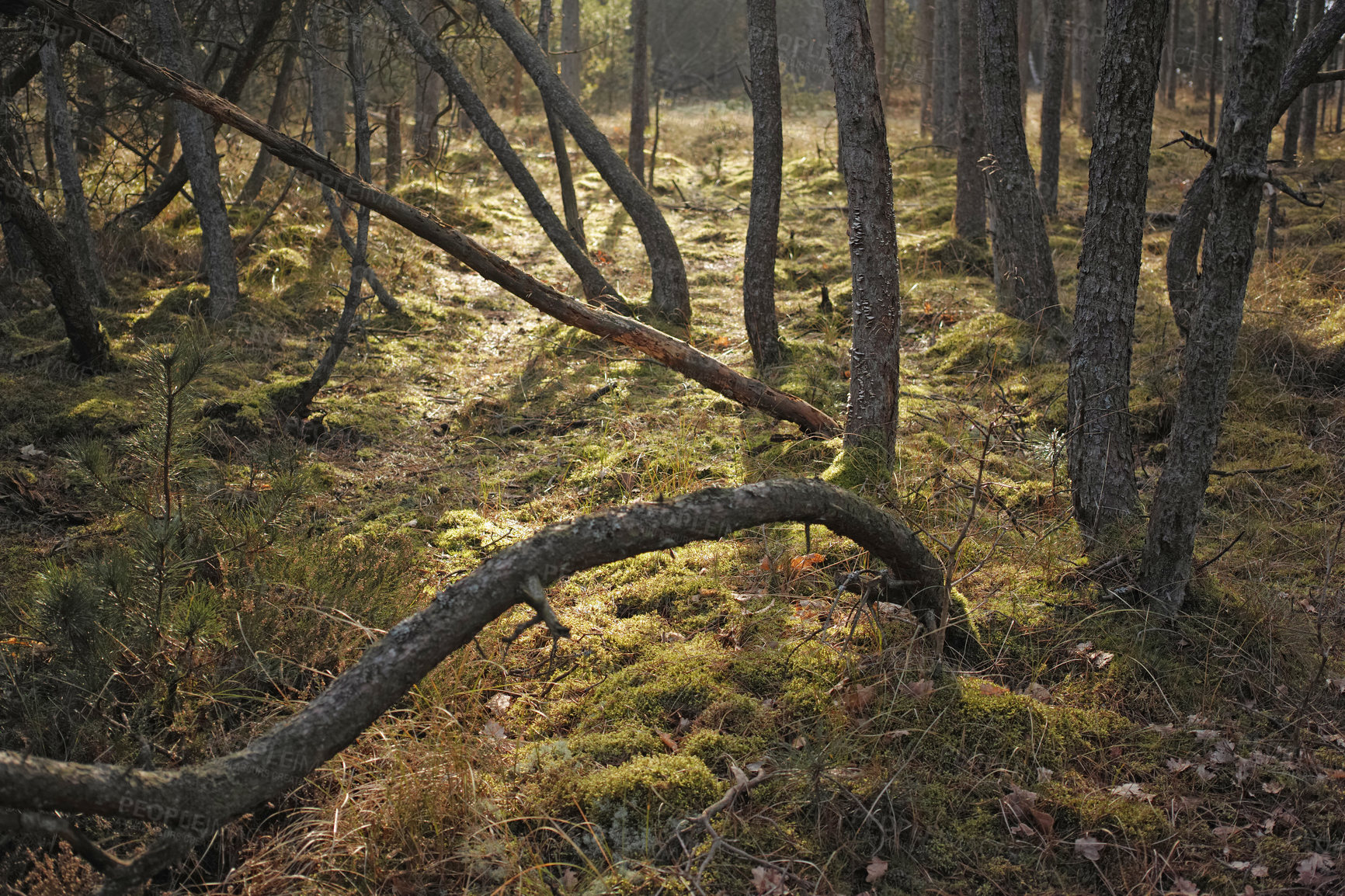 Buy stock photo Uncultivated forest wilderness in Denmark - Odde Natural Park