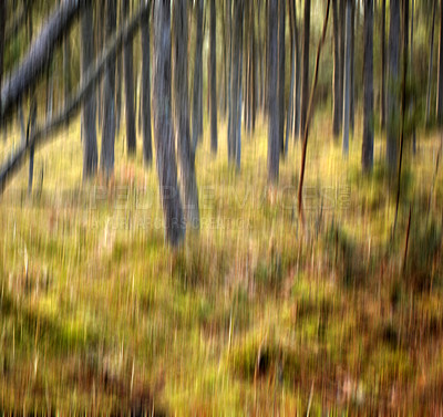 Buy stock photo Uncultivated forest wilderness in Denmark - Odde Natural Park