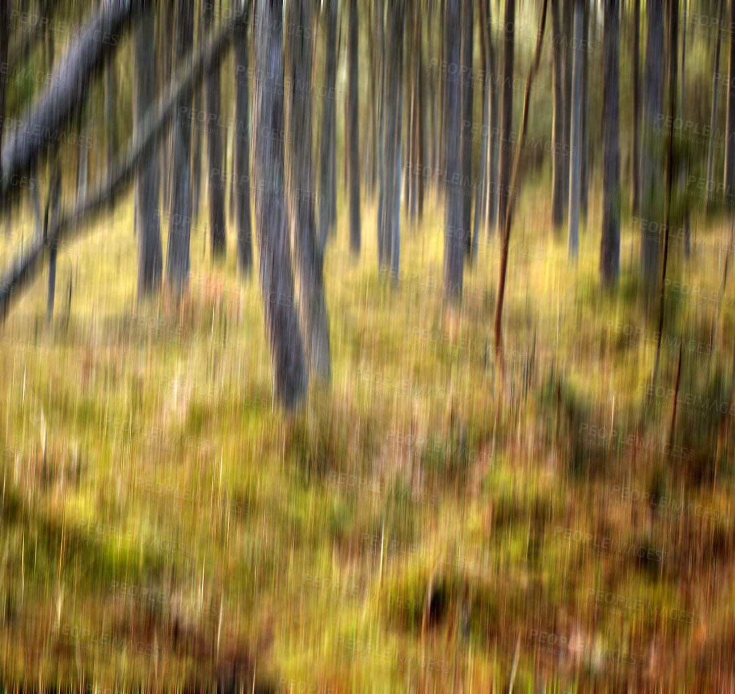 Buy stock photo Uncultivated forest wilderness in Denmark - Odde Natural Park