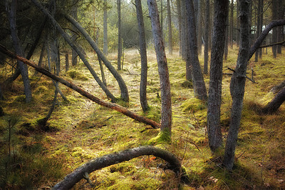 Buy stock photo Uncultivated forest wilderness in Denmark - Odde Natural Park