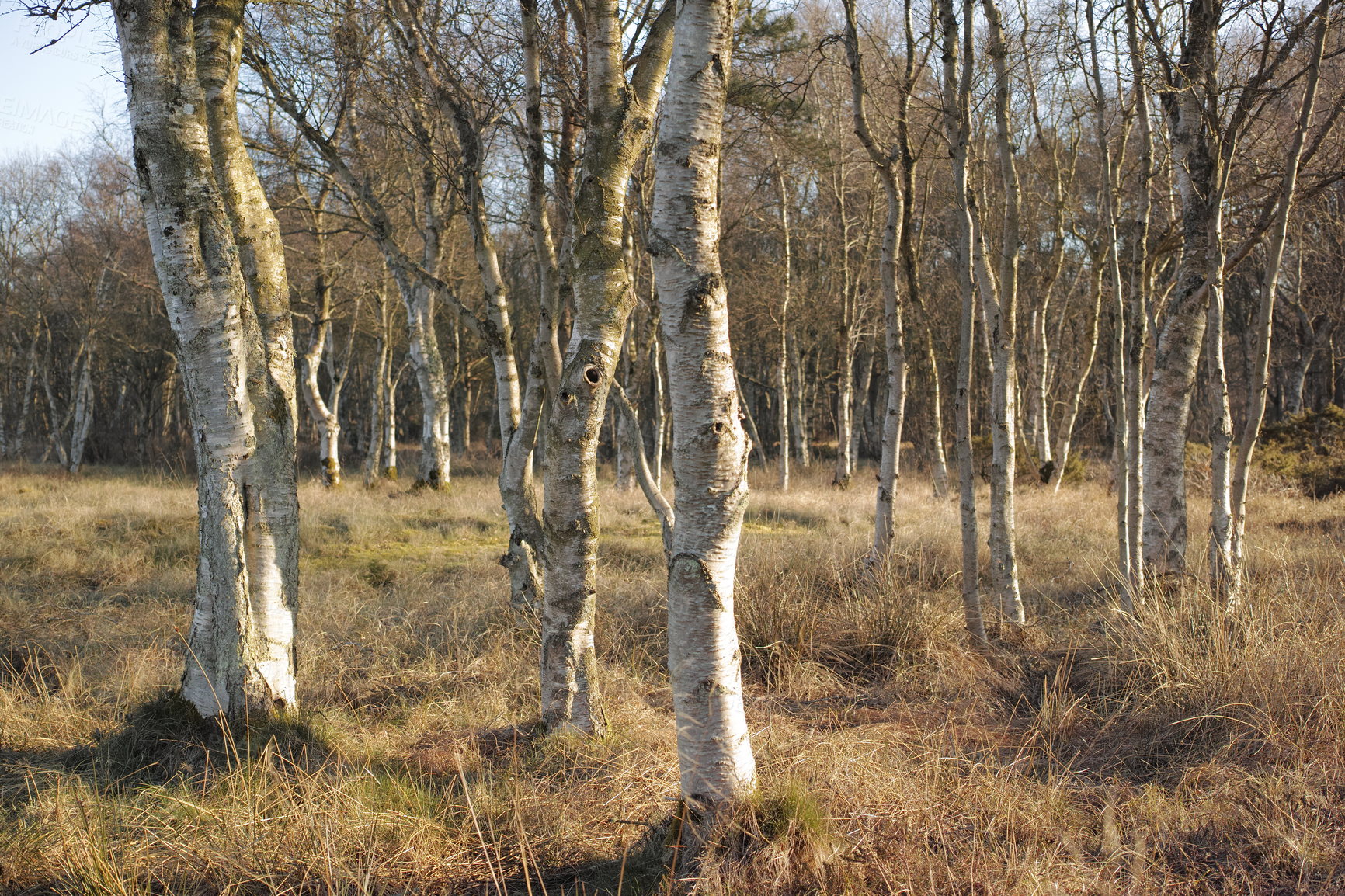 Buy stock photo Uncultivated forest wilderness in Denmark - Odde Natural Park