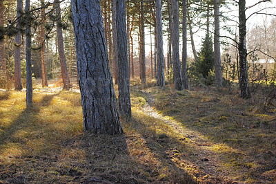 Buy stock photo Uncultivated forest wilderness in Denmark - Odde Natural Park