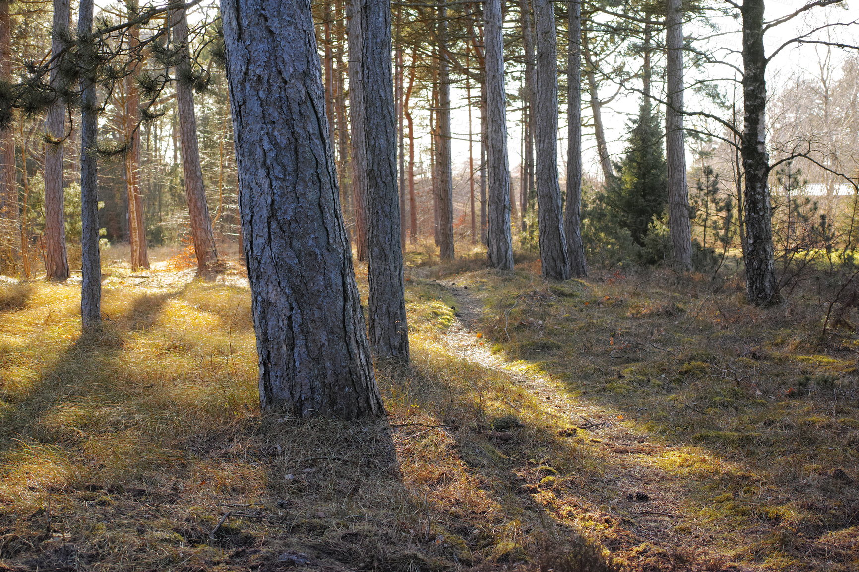 Buy stock photo Uncultivated forest wilderness in Denmark - Odde Natural Park