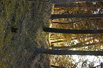 Forest wilderness