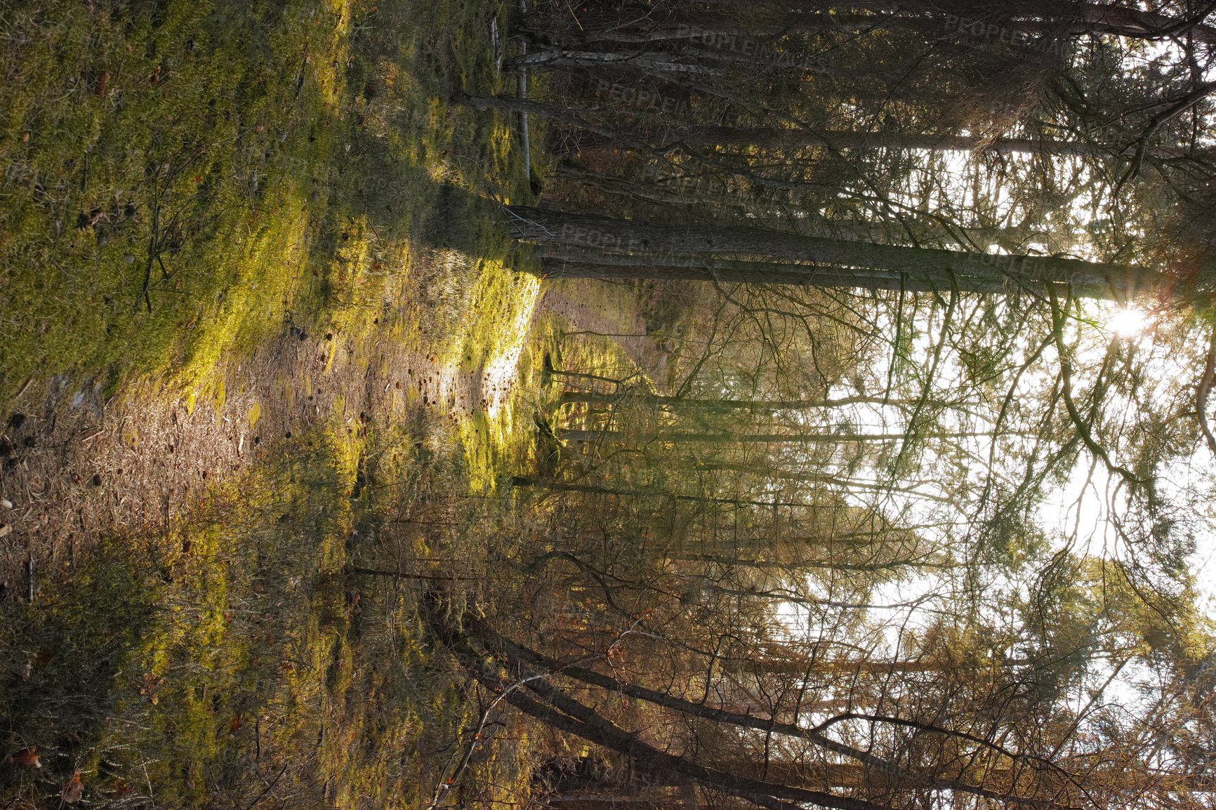 Buy stock photo Uncultivated forest wilderness in Denmark - Odde Natural Park