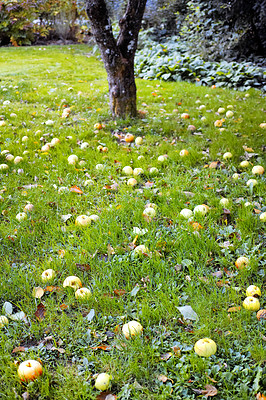 Buy stock photo Fresh apple in the garden