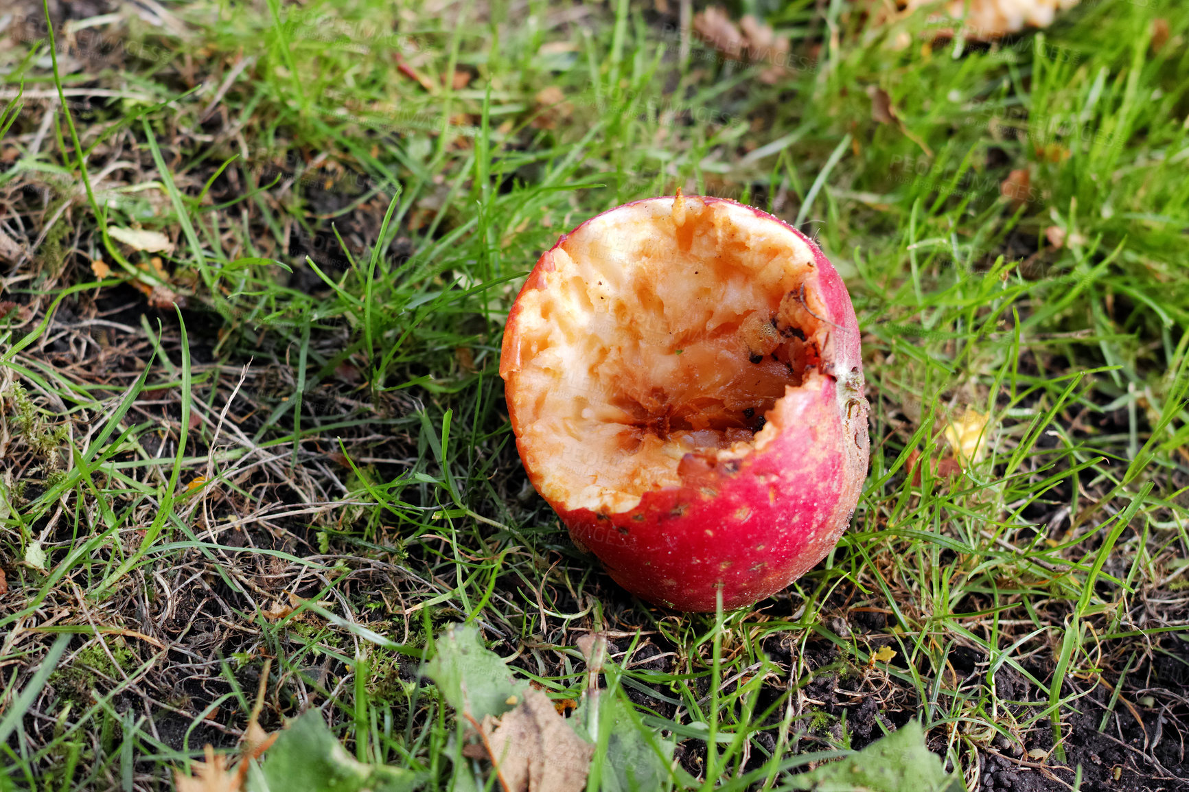 Buy stock photo Fresh apple in the garden