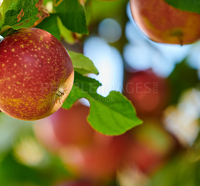 Buy stock photo Fresh apple in the garden