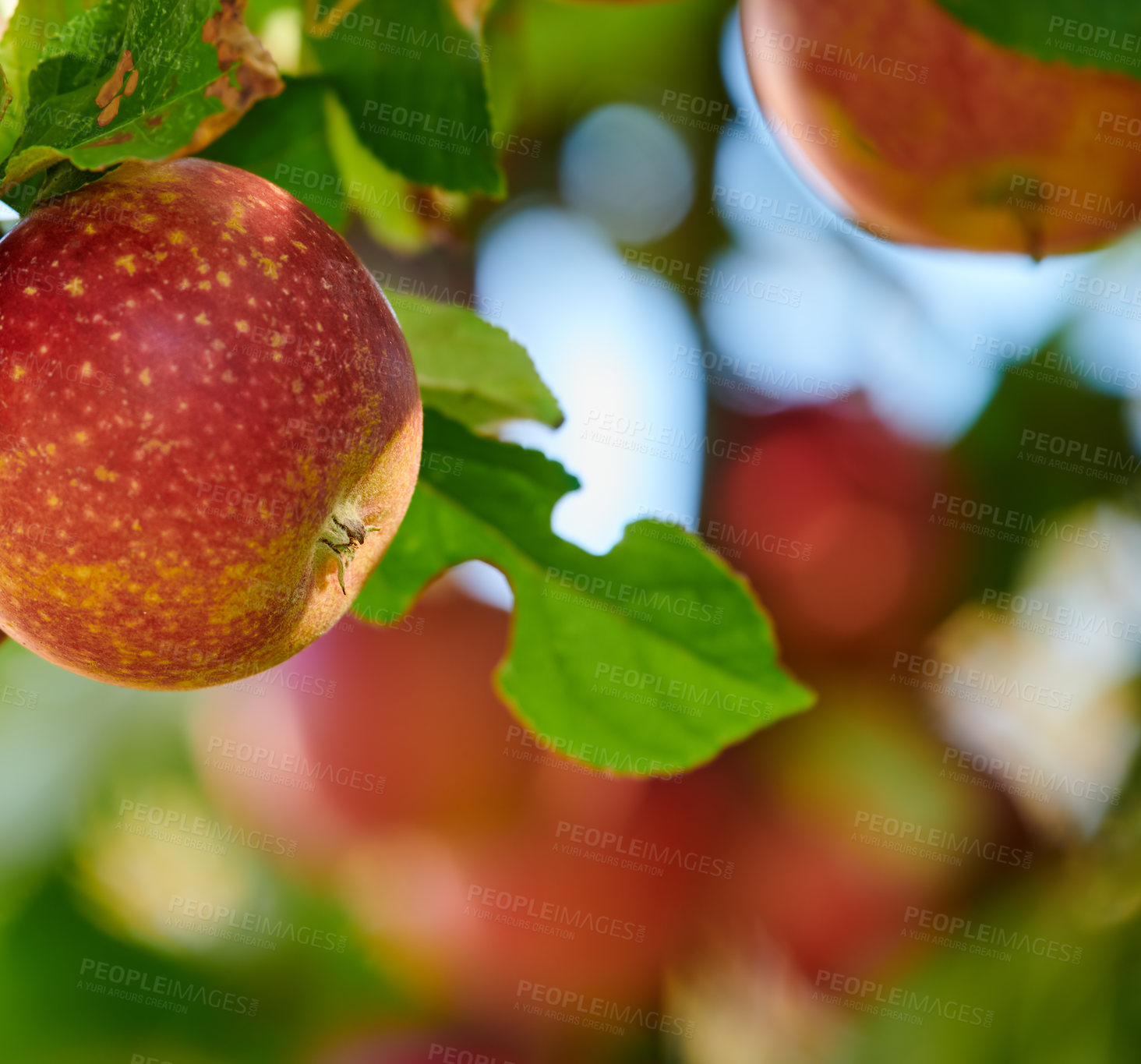 Buy stock photo Fresh apple in the garden