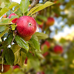 Fresh apple