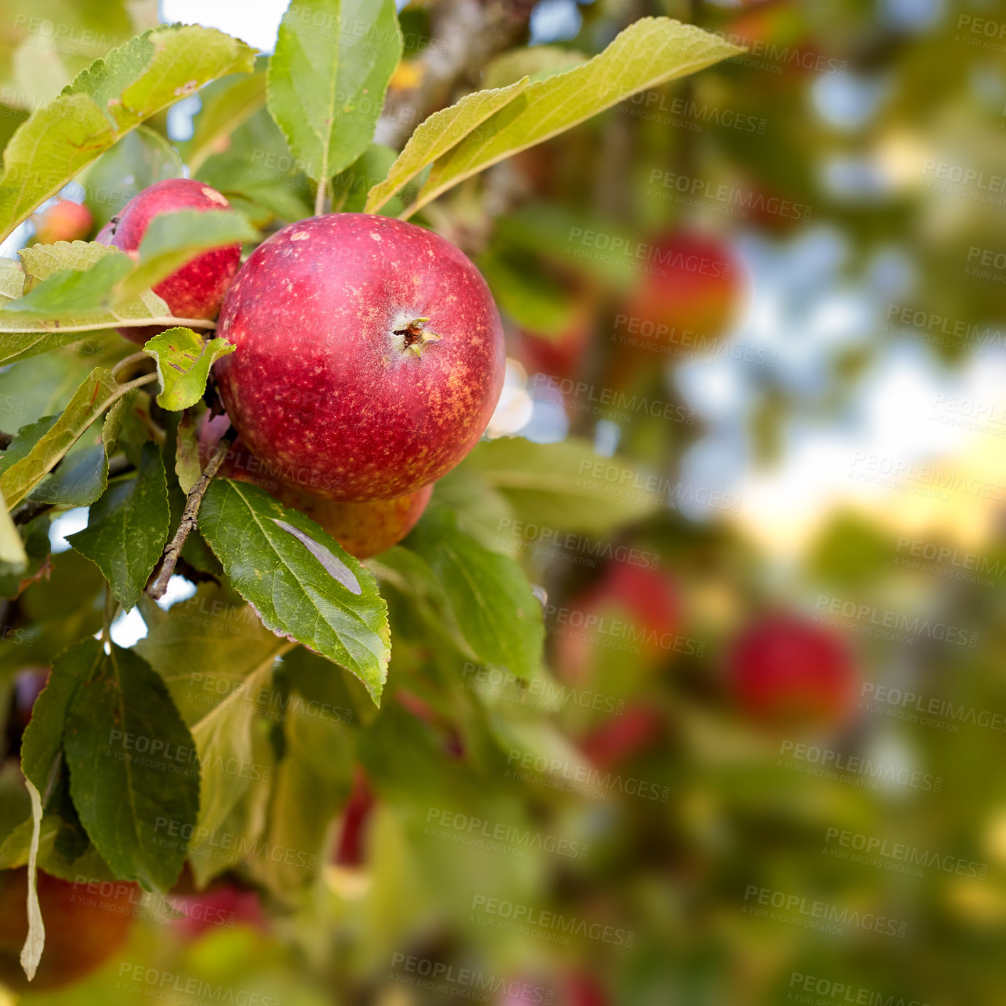 Buy stock photo Agriculture, nature or apple bunch in tree, organic produce or food sustainability in orchard cultivation. Fruit farming, blooming plant and harvest season for horticulture, fresh yield and space