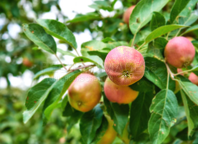 Buy stock photo Fresh apple in the garden