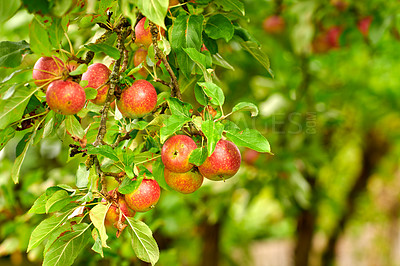 Buy stock photo Fresh apple in the garden