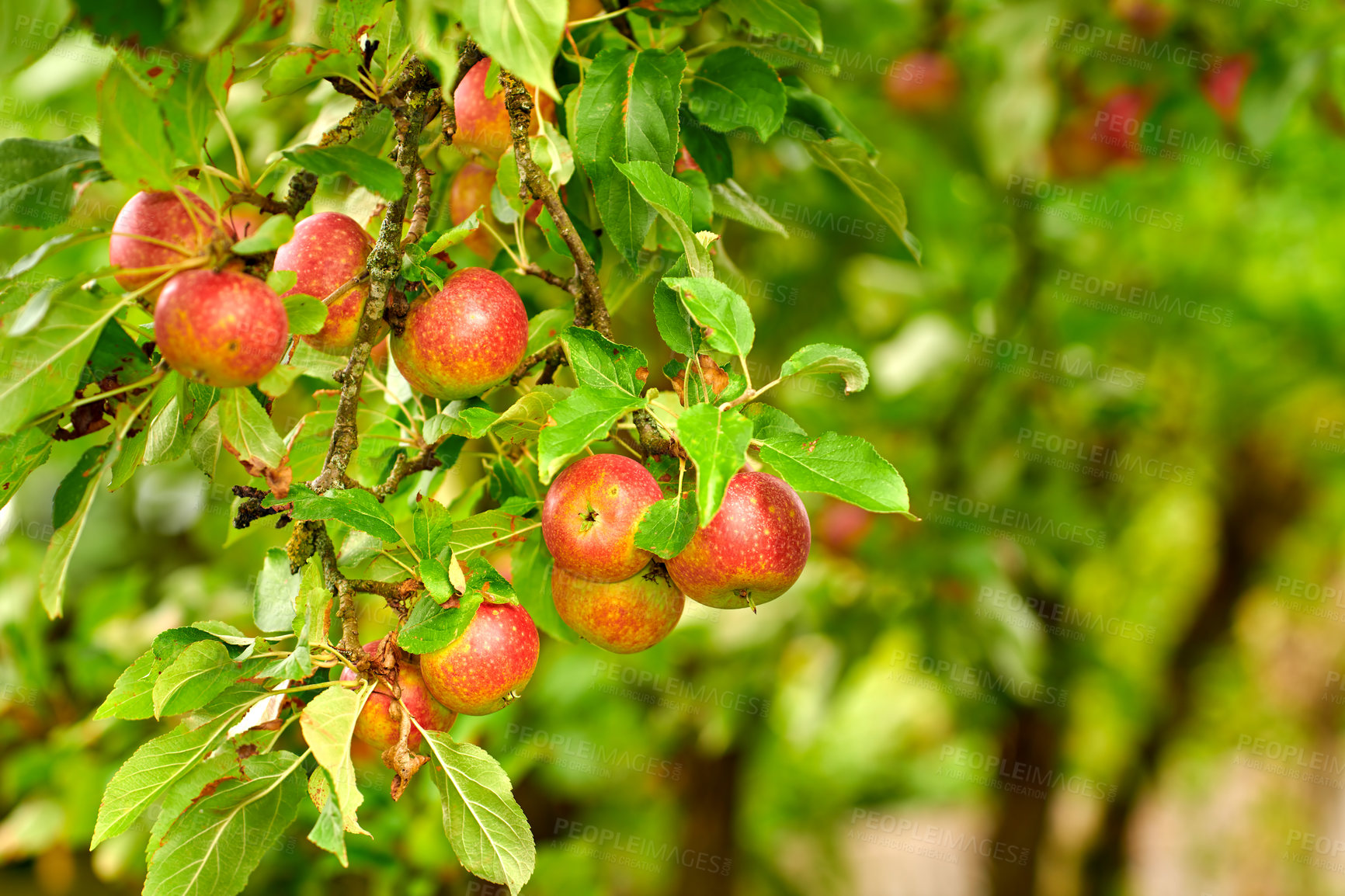 Buy stock photo Fresh apple in the garden