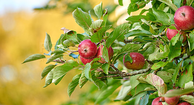 Buy stock photo Fresh apple in the garden