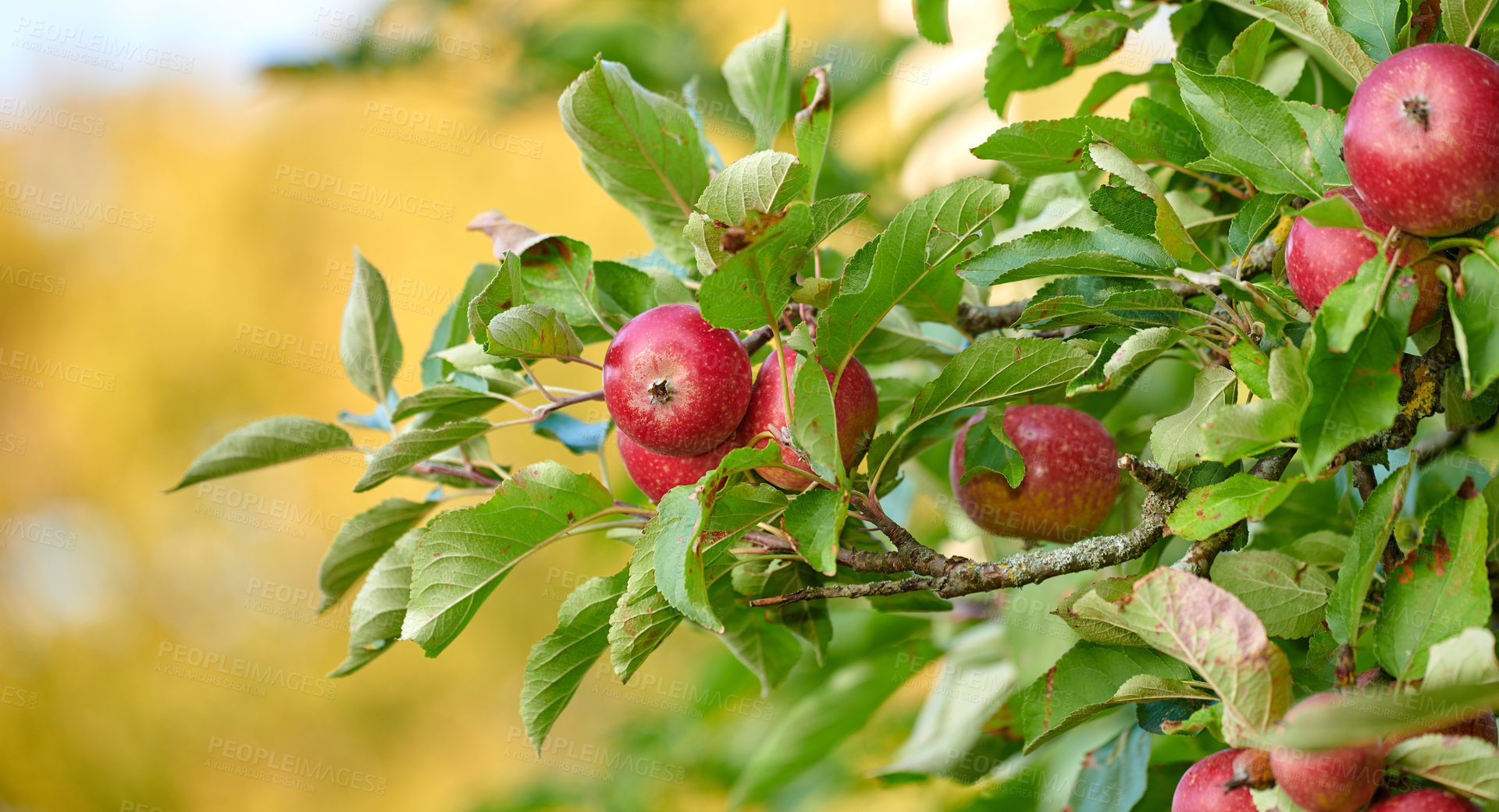 Buy stock photo Fresh apple in the garden