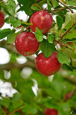 Buy stock photo Fresh apple in the garden