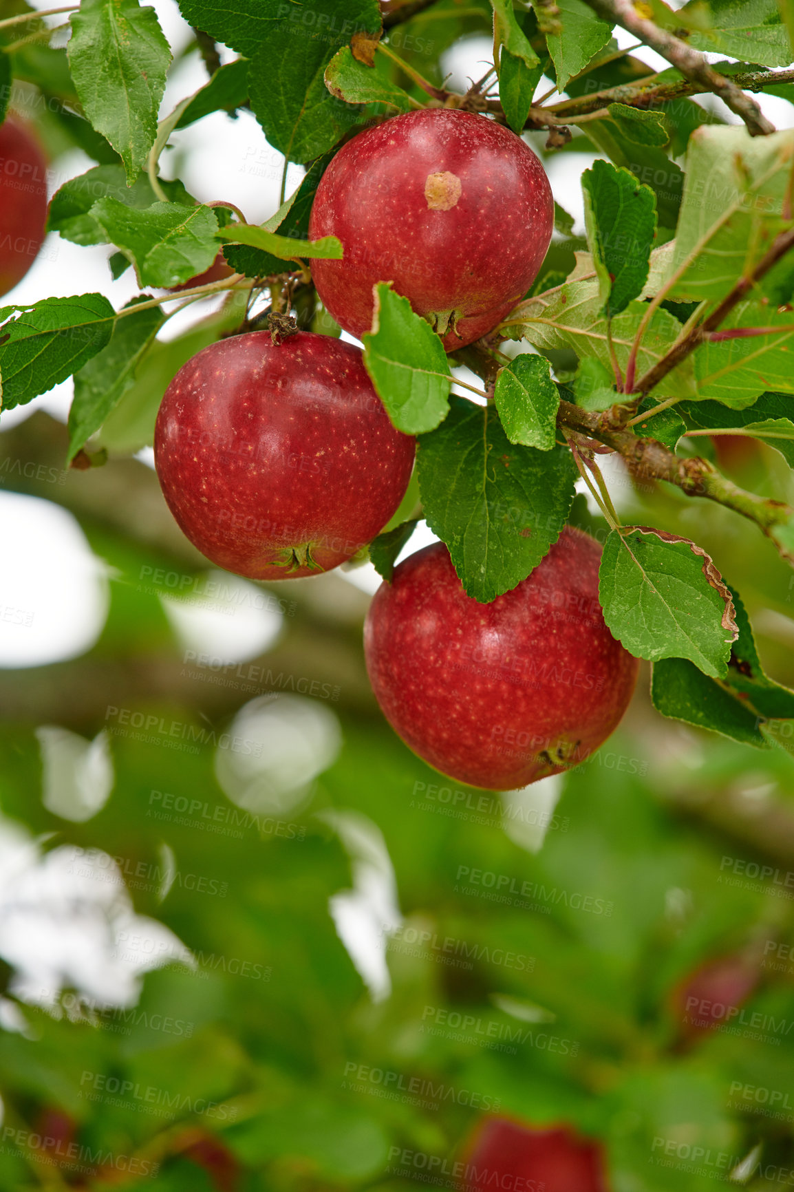 Buy stock photo Fresh apple in the garden