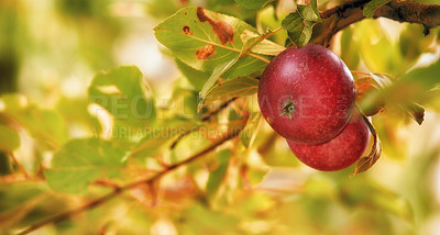 Buy stock photo Fresh apple in the garden