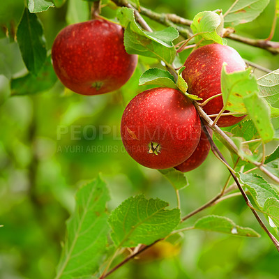 Buy stock photo Fresh apple in the garden