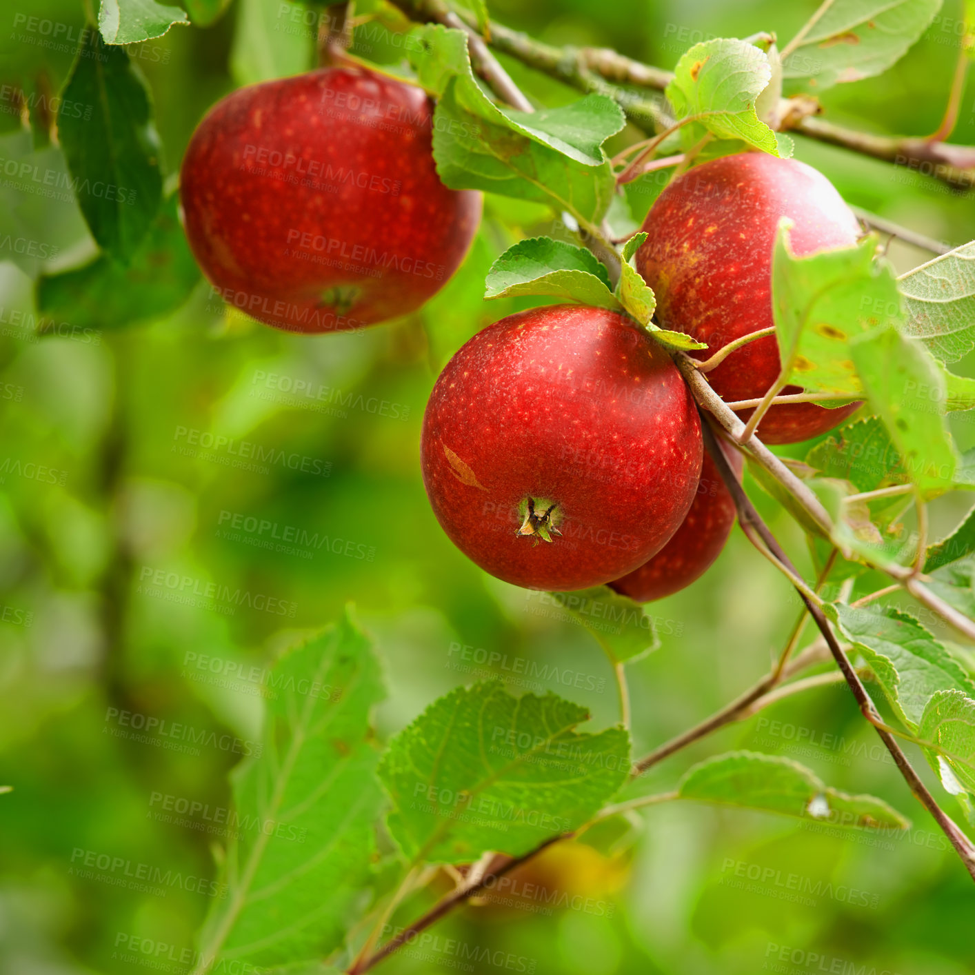 Buy stock photo Fresh apple in the garden