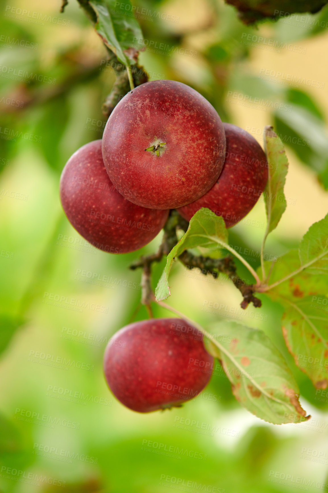 Buy stock photo Fresh apple in the garden