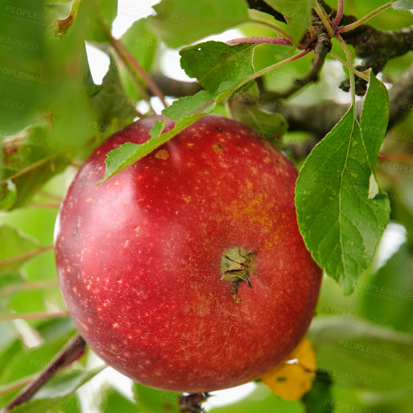 Buy stock photo Trees, fruit and apple in orchard, produce on farm and sustainability with harvest season. Empty, natural environment or organic agriculture for farming industry, growth or healthy food for nutrition