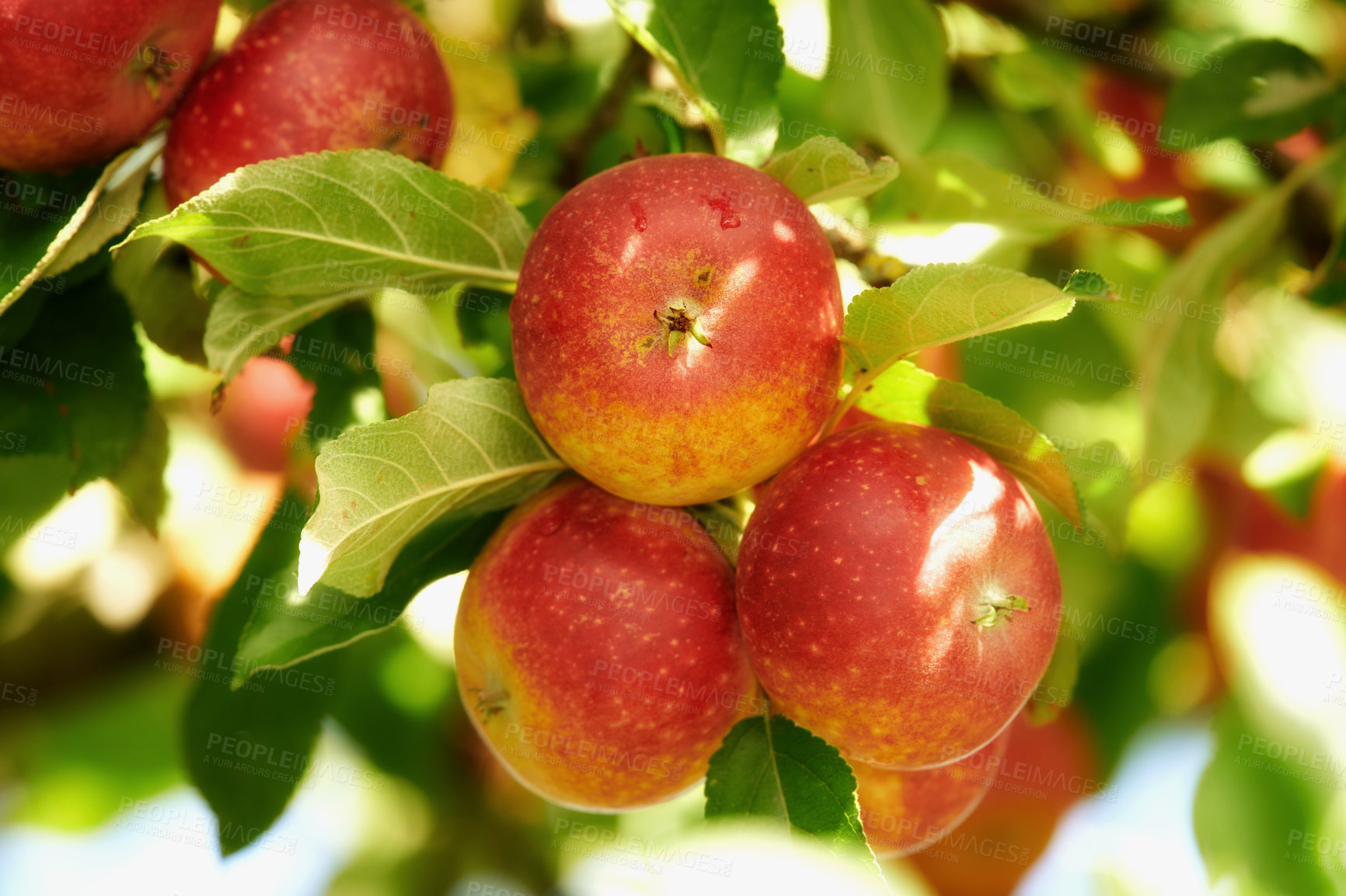 Buy stock photo Fresh apple in the garden