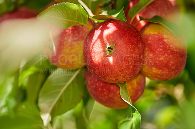 Buy stock photo Fresh apple in the garden