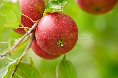 Buy stock photo Fresh apple in the garden