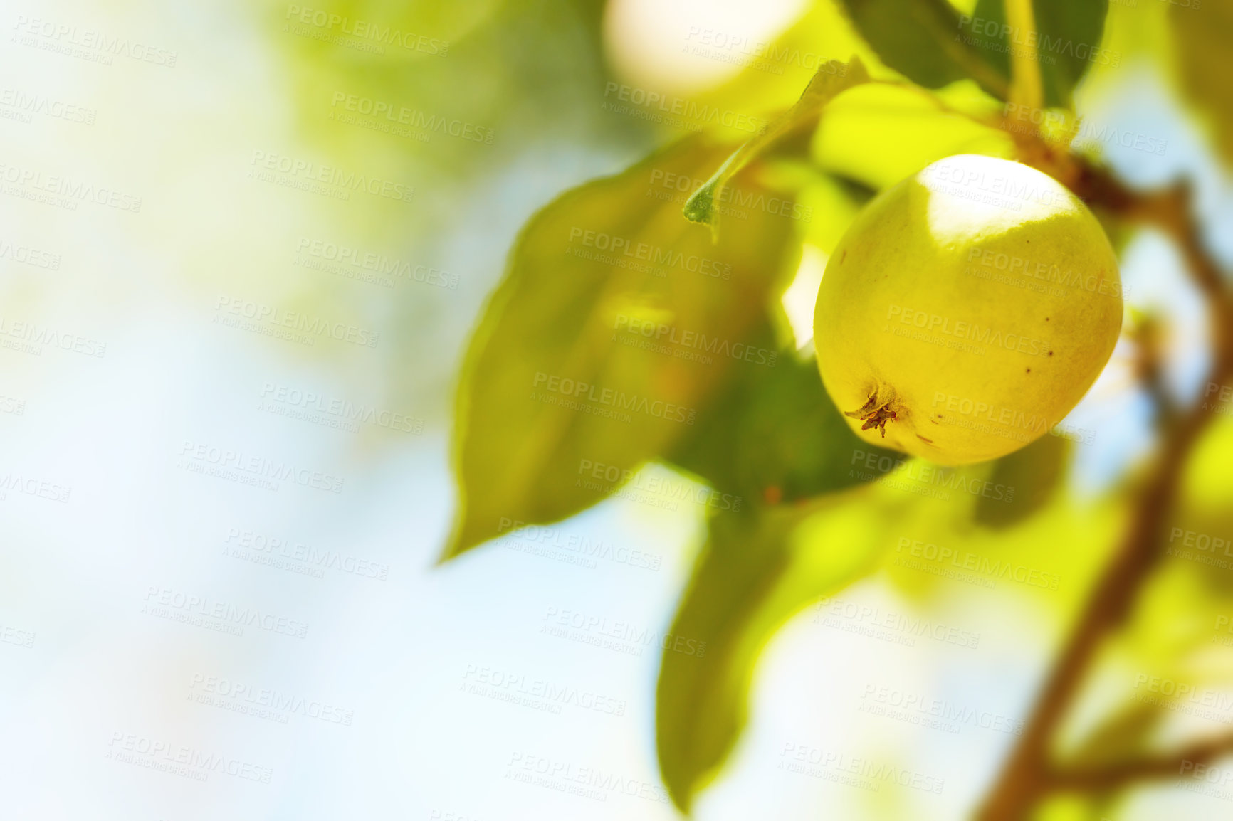 Buy stock photo Fresh apple in the garden