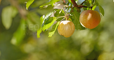 Buy stock photo Fresh apple in the garden