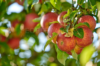 Buy stock photo Fresh apple in the garden