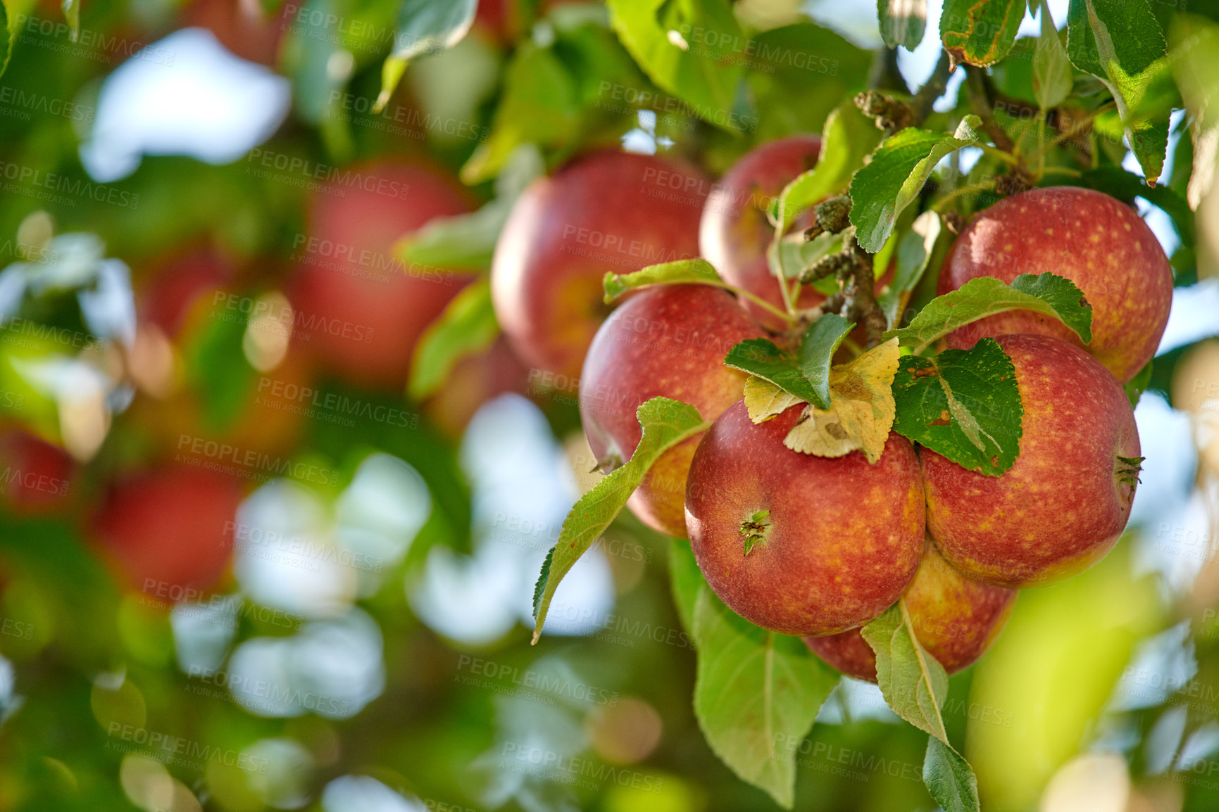 Buy stock photo Fresh apple in the garden