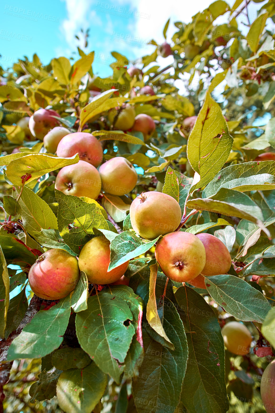 Buy stock photo Fresh apple in the garden