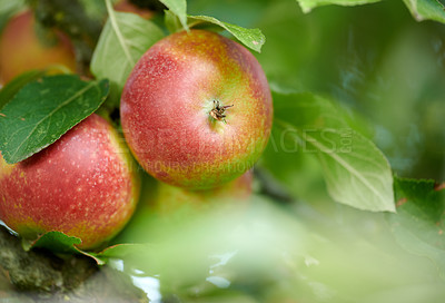 Buy stock photo Fresh apple in the garden