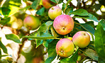Fresh apple
