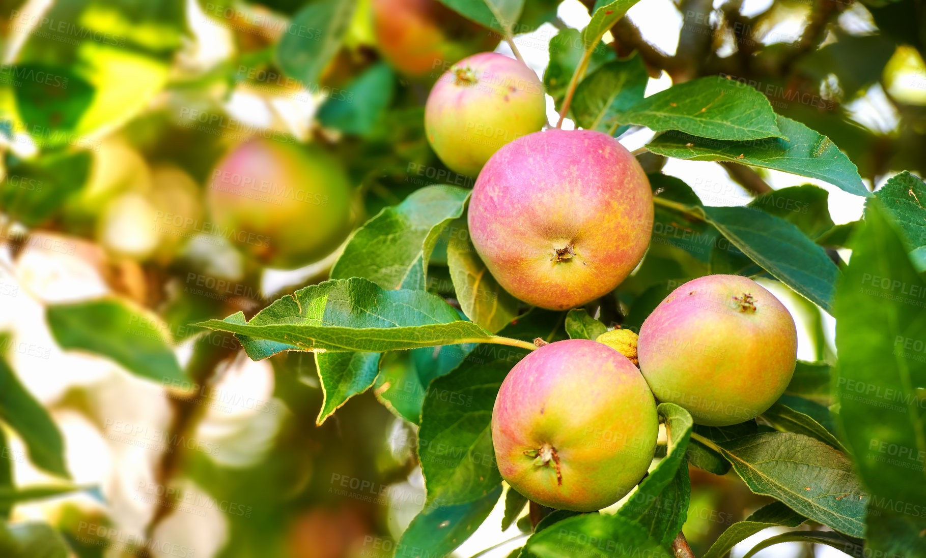 Buy stock photo Fresh apple in the garden