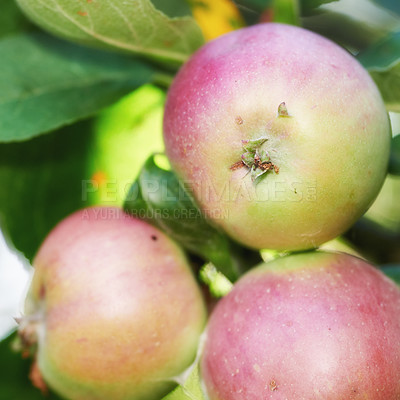 Buy stock photo Fresh apple in the garden