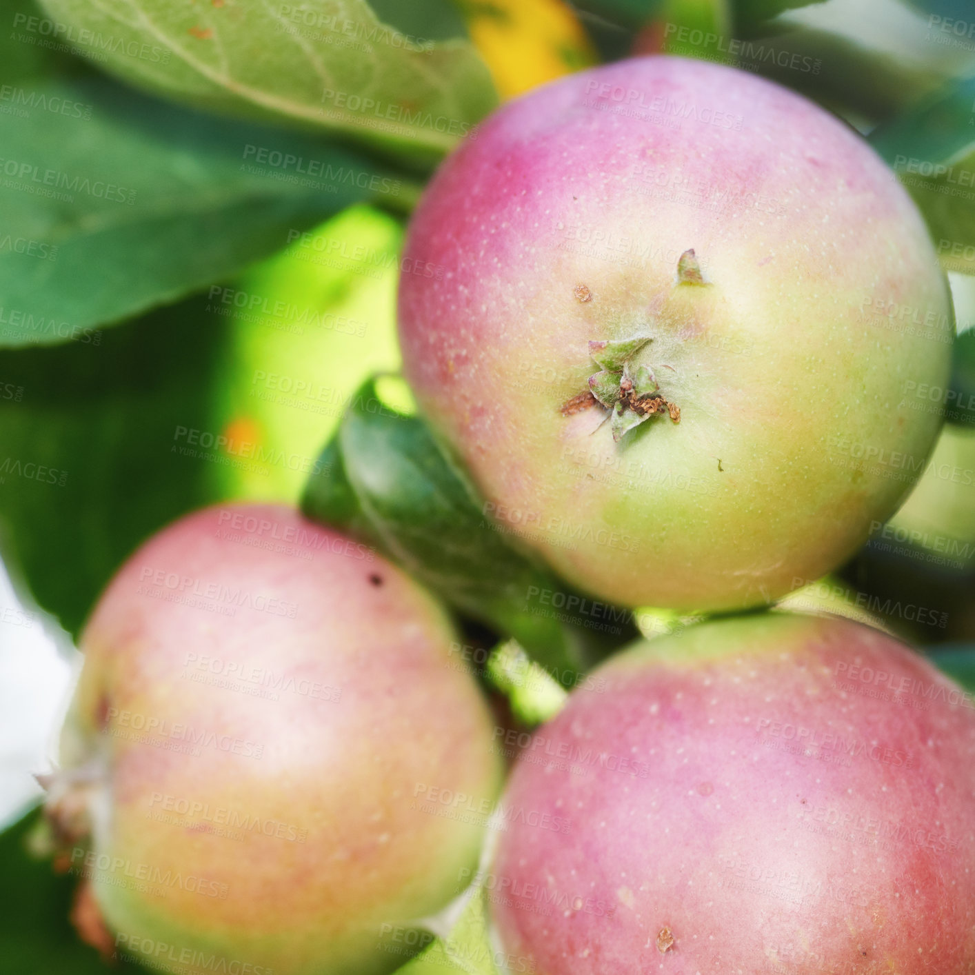 Buy stock photo Fresh apple in the garden