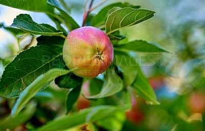 Buy stock photo Fresh apple in the garden