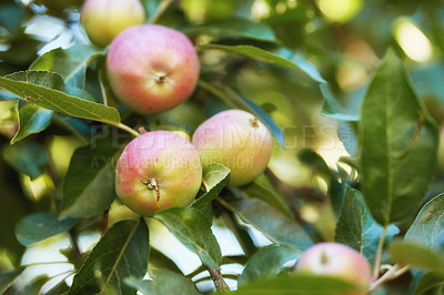 Buy stock photo Fresh apple in the garden