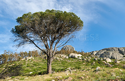 Buy stock photo Lush green pine tree and grass growing around rocks on Table Mountain, Cape Town, South Africa with blue sky. Flora or plants in a peaceful, serene reserve or quiet and uncultivated nature overseas