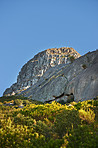 Lion's Head