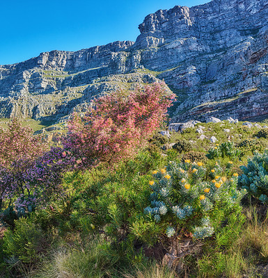 Buy stock photo Scenic landscape of Table Mountain and surroundings during the day in summer. Low view of bushes and vegetation with mountains in the background. Popular tourist attraction in Cape Town, South Africa