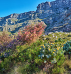 Table Mountain - Cape Town