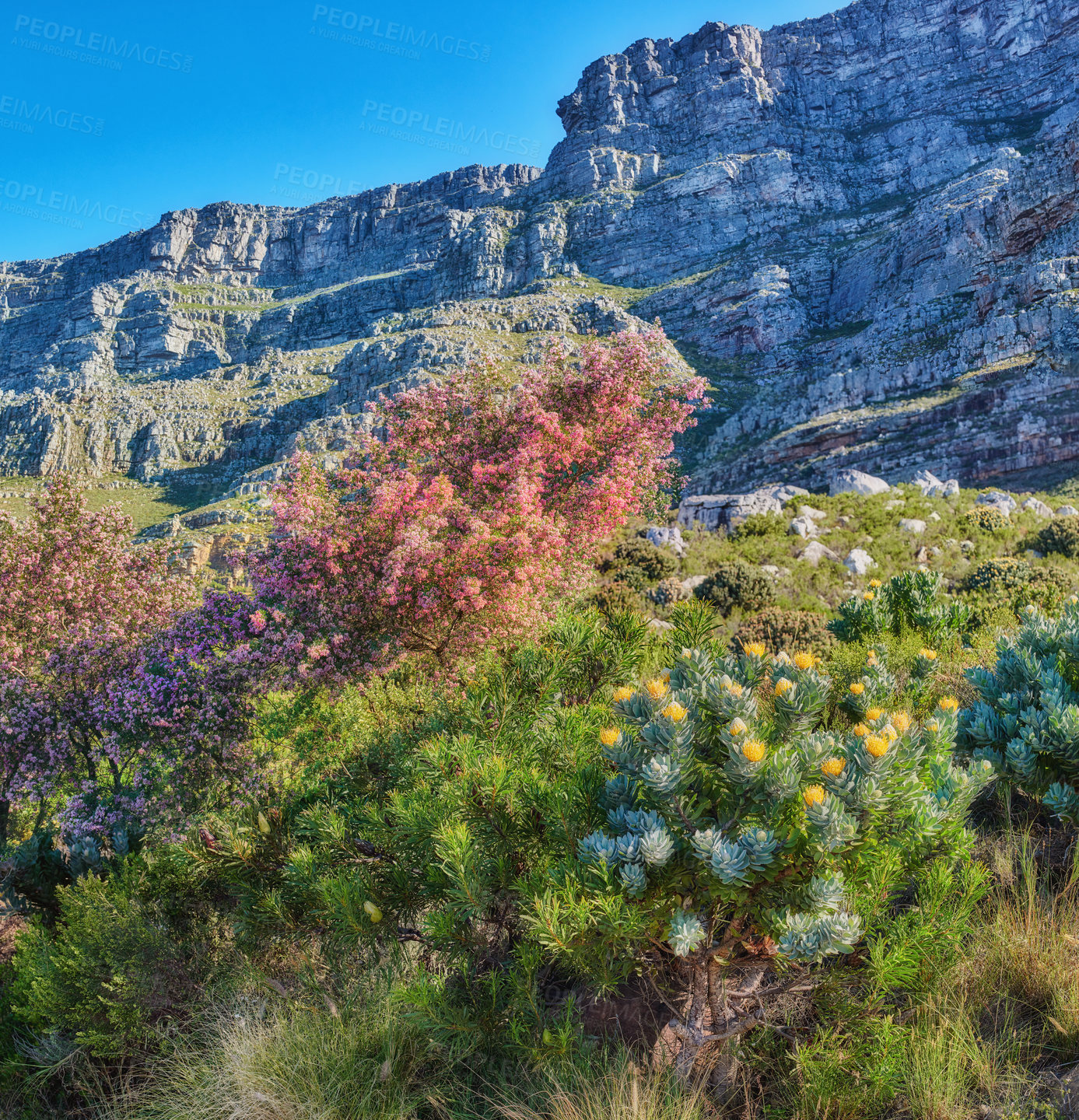 Buy stock photo Scenic landscape of Table Mountain and surroundings during the day in summer. Low view of bushes and vegetation with mountains in the background. Popular tourist attraction in Cape Town, South Africa