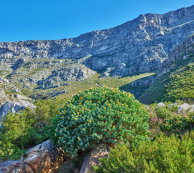 Buy stock photo Beautiful landscape of Table Mountain with bright green plants and blue sky background. Peaceful and scenic view of a peak or summit with lush foliage outdoors in nature on a summer day